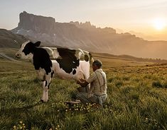 a man kneeling down next to a black and white cow in a field with mountains in the background