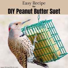 a bird that is eating out of a metal cage with the words easy recipe for diy peanut butter suet