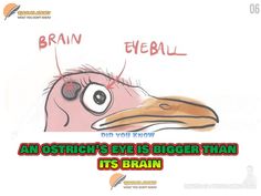 an ostrich's eye is bigger than its brain, and the caption says