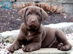 a brown puppy is laying on some rocks