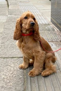 Red Working Cocker Spaniel, Cockaspaniel Puppies, Gold Cocker Spaniel, Red English Cocker Spaniel, Adult Cocker Spaniel, Working Cocker Spaniel Puppies, Cocker Spaniel Haircut Styles, Spaniel Mix Dogs, Cokers Spaniel