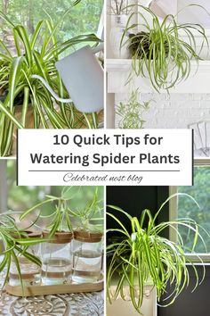 A Pinterest pin with different images of spider plants. Propagating Spider Plants, How To Propagate Spider Plant, Propagating Spider Plants Water, Growing Spider Plants In Water, How To Take Care Of A Spider Plant, Spider Plant Care, Self Watering