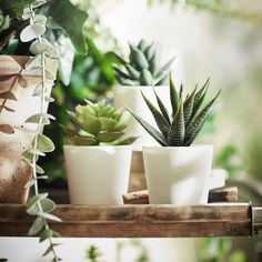 several potted plants are sitting on a shelf