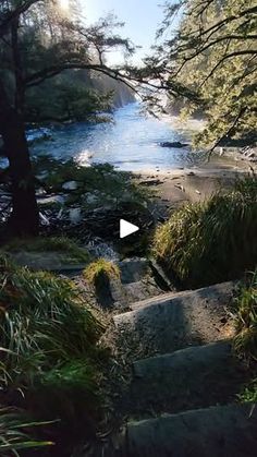 a river running through a lush green forest