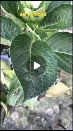 a close up of a leaf on a plant with words in the middle that read, way unknown