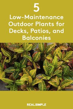 the cover of 5 low maintenance outdoor plants for decks, patios and balconies