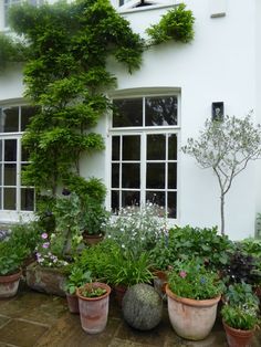 many potted plants and trees in front of a white building with windows on both sides