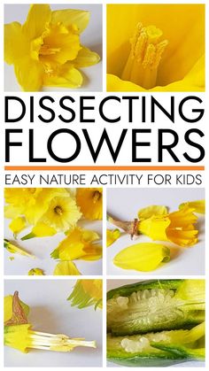 the cover of dissecting flowers easy nature activity for kids with pictures of daffodils