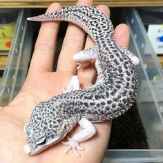 a small gecko sitting on top of a persons hand