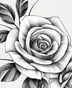 a black and white drawing of a rose