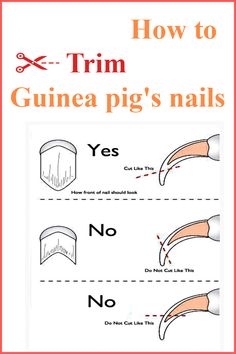 instructions for how to trim guinea pig's nails with scissors on the top and bottom