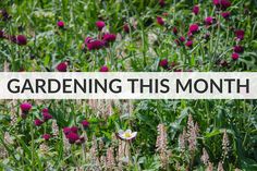 a field full of purple flowers with the words gardening this month