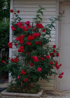 red roses growing on the side of a house