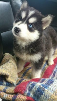 a puppy sitting on top of a blanket in the back seat of a car next to a steering wheel