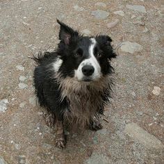 a black and white dog standing on top of a dirt field