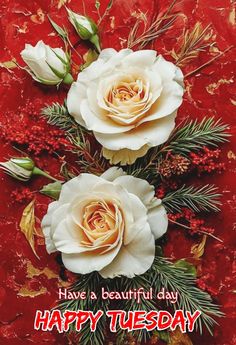 three white roses on a red background with the words have a beautiful day happy tuesday