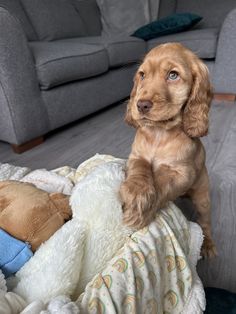 a puppy sitting on top of a blanket next to a teddy bear