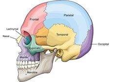 the bones of the head and neck are labeled in different colors, including red, yellow, blue, and green