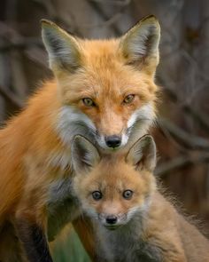 two foxes are standing next to each other