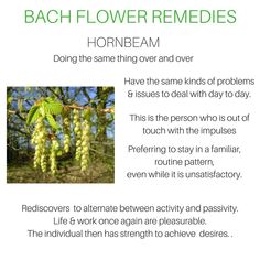 Homeopathy Remedies, Healing Codes