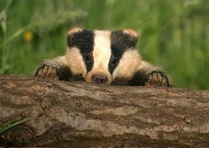 a small badger cub sitting on top of a fallen tree trunk in the grass and looking over it's shoulder