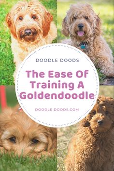 the ease of training a goldendoodle