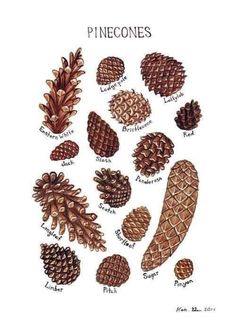 the pinecones are labeled in different languages