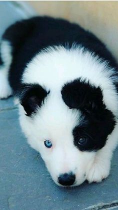 a black and white puppy laying on the ground