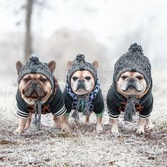 three small dogs wearing sweaters and hats