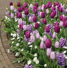 purple and white tulips are in the middle of a flower bed on a brick path