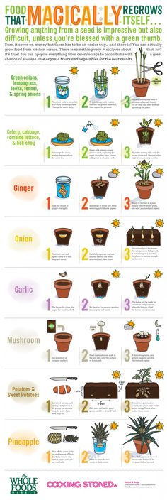 an info sheet showing the different types of plants in pots and potted planters