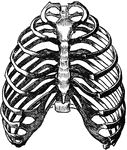 an image of the rib cage in black and white, vintage line drawing or engraving