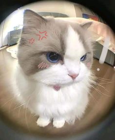 a cat with blue eyes sitting on top of a table