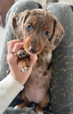 Cute Dauchand, Dauschaund Aesthetic, Wirehaired Dachshund Puppy, Dream Puppy, Daschund Dog, Doxie Mom, Miniature Dachshunds, Wire Haired Dachshund