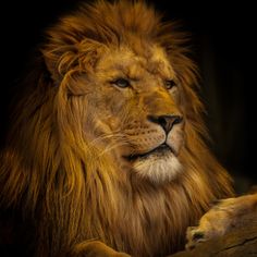 a close up of a lion laying down