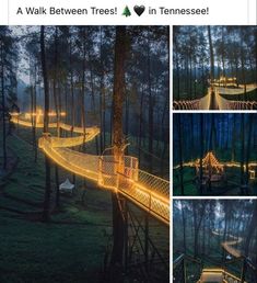 several pictures of lights in the woods at night and on top of a rope bridge