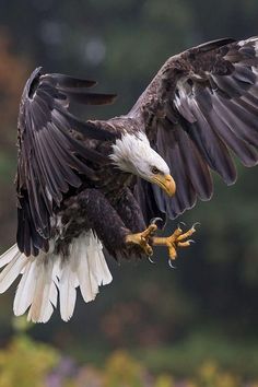 an eagle flying through the air with it's wings spread out and talon extended