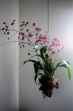 pink flowers in a hanging planter on a white wall