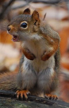 a squirrel is standing on its hind legs