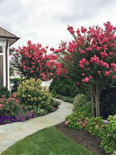 pink flowers are blooming on the trees and bushes in front of a white house