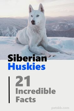 the cover of siberian huskies 21 incredible facts