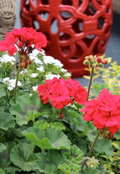 some red and white flowers are growing in the ground next to other colorful plants on display