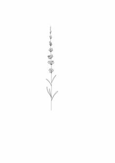 a drawing of a flower on a white background