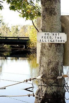 a sign attached to a tree next to a river