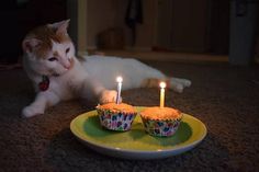 a cat laying on the floor next to two cupcakes with candles in them