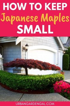 Small Japanese Maple Tree, Japanese Red Maple Tree Landscapes, Prune Japanese Maple Tree, Trimming Japanese Maple Trees, Maple Tree Front Yard, Japanese Maple Tree Garden, Maple Tree Garden, Japanese Maple Tree Care, Chinese Maple Tree