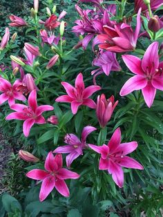 pink flowers are blooming in the garden