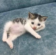 a small kitten laying on top of a blue couch with it's paw in the air