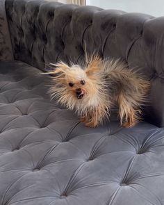 a small dog standing on top of a gray couch with it's hair blowing in the wind