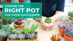 a table topped with lots of succulents next to a sign that says choose the right pot for your succulents